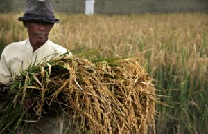 Produksi Beras diproyeksi Naik 31,69 Juta Ton