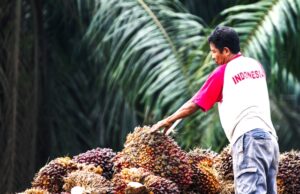 Harga Pupuk Non Subsidi Naik, Petani Menjerit
