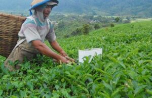 Erupsi Gunung Semeru, Produksi teh PTPN XII di kaki Semeru masih berjalan Normal